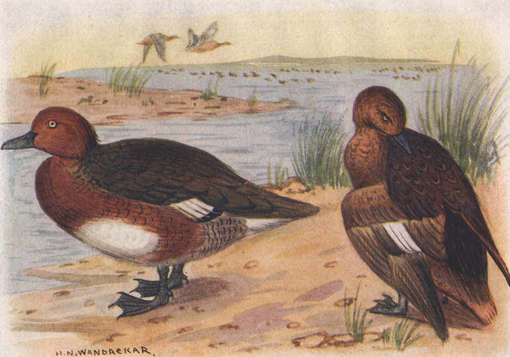 INDIAN BIRDS. The White-Eyed Pochard 1943 old vintage print picture